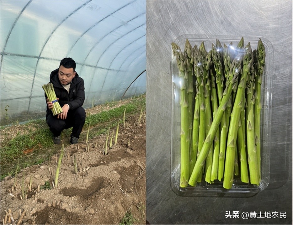 芦笋减产,芦笋夏季产量