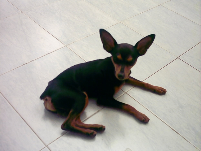 小鹿犬呕吐不吃喝没精神,小鹿犬不爱吃食怎么回事