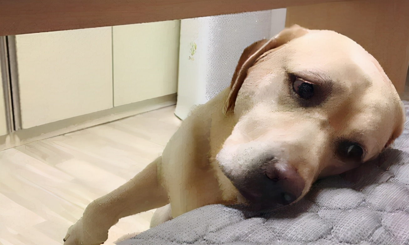 拉布拉多老是弄得满身屎不想养了,拉布拉多幼犬可以一直养笼子里吗