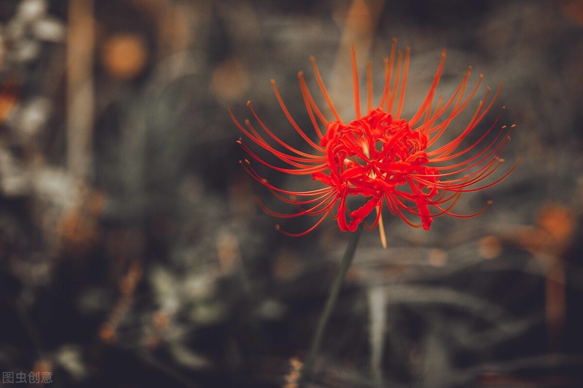故事:额头有胎记被母亲不喜,弟弟拿出张照片,我却发现另有隐情