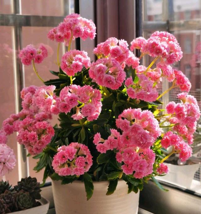 长寿花叶子畸形了,长寿花叶子小是怎么回事