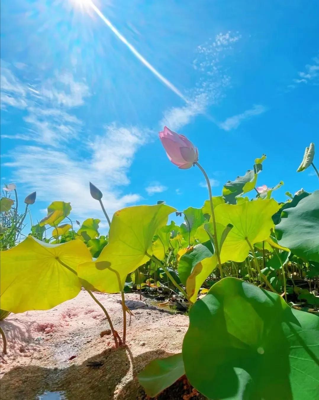 𝐒𝐡𝐚𝐫𝐞▪朋友圈背景图之荷花荷叶蓝天白云