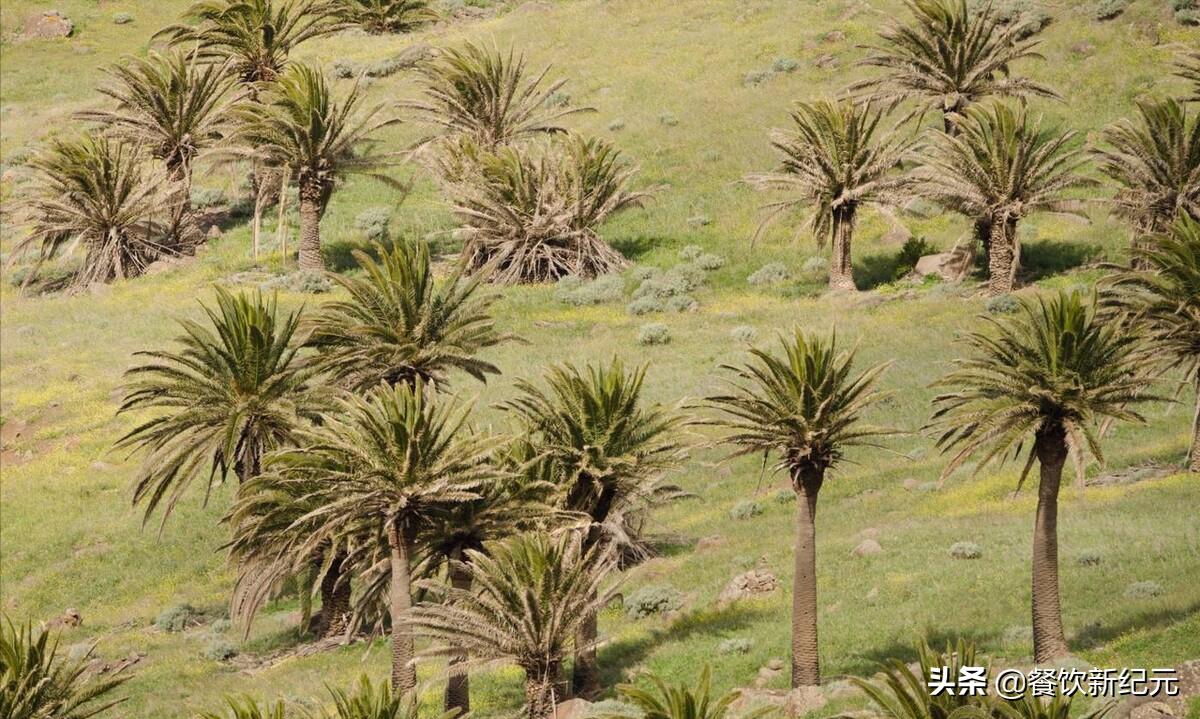 迪拜人吃不起椰枣,迪拜椰枣为什么这么多人吃