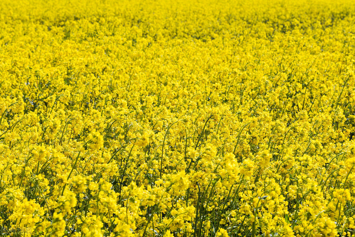 交社保期间得了重病怎么办,得了重病怎么求助