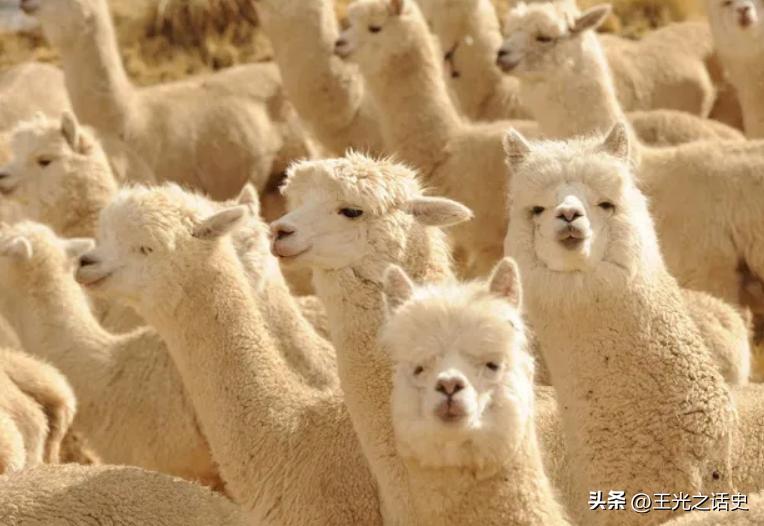 没有足球就没有阿根廷,阿根廷除了足球还有什么