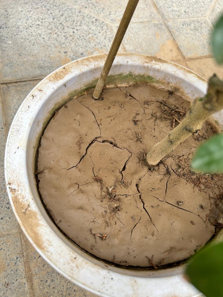 室内养花用什么土不闷根,养花为什么烂芯