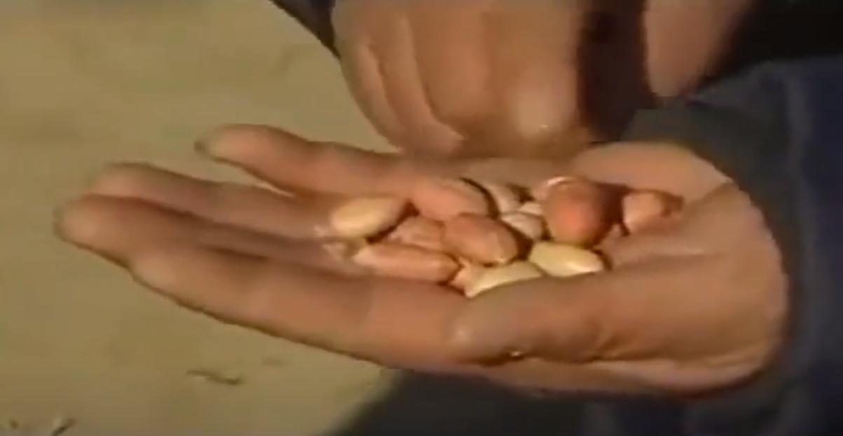 08年，河北女孩“瘫痪”卧床20年，姐姐安上监控后，戳穿多年*局骗**