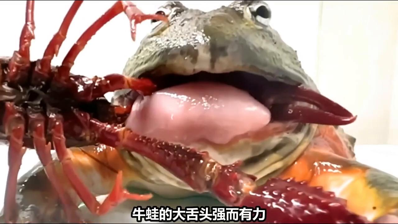 牛蛙把舌头烫破,牛蛙被钳子夹嘴