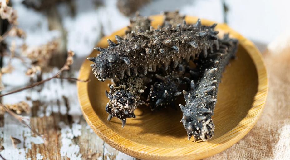 仿刺参进口,马来西亚仿刺参