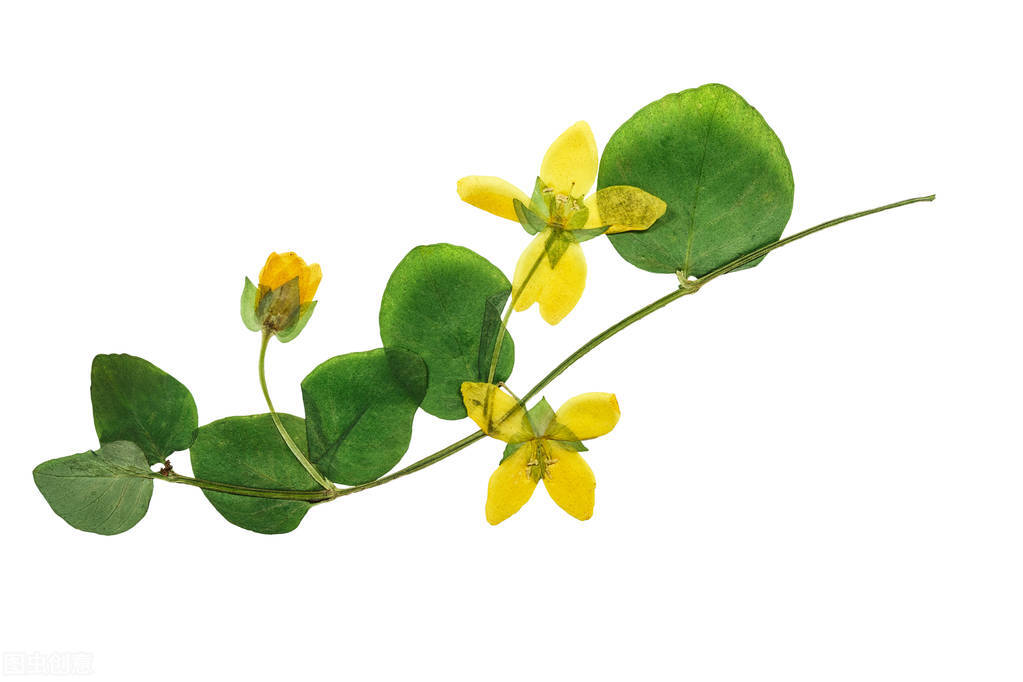 一味中草药排结石,一味草药排结石