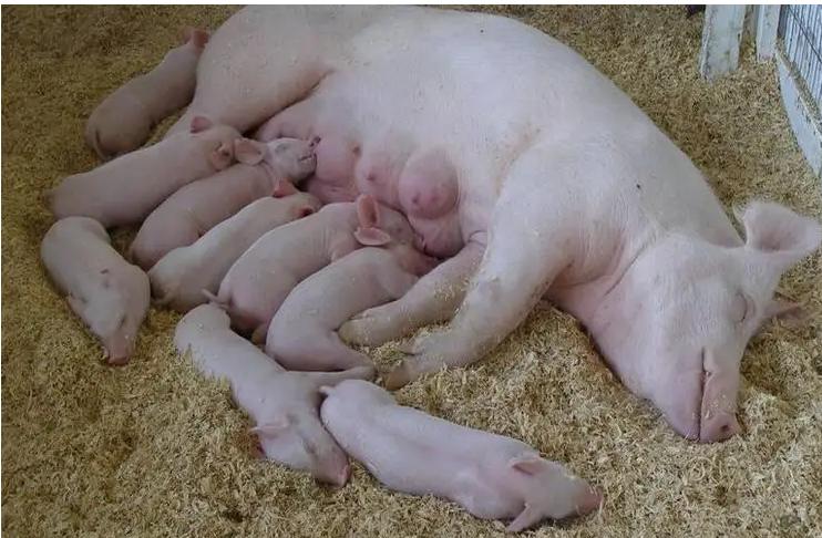 母猪产后不让小猪吃奶是怎么回事,母猪产后不让小猪吃奶咬猪怎么办