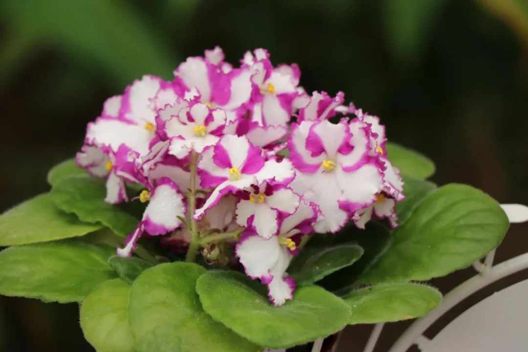 绿边紫罗兰植物图片,非洲紫罗兰怎么浇水