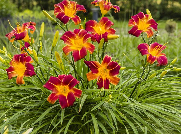 和康乃馨相似的花有哪些,康乃馨花期长又好养的花