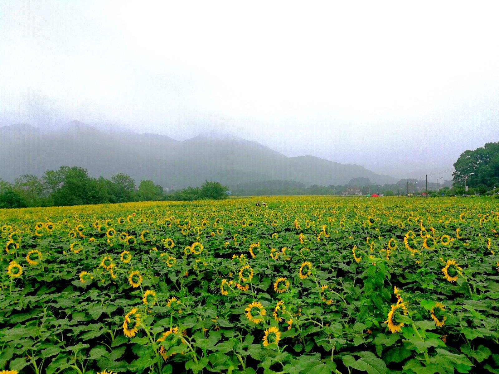 为什么向日葵总是朝着太阳开放,为什么向日葵总是朝着太阳开花