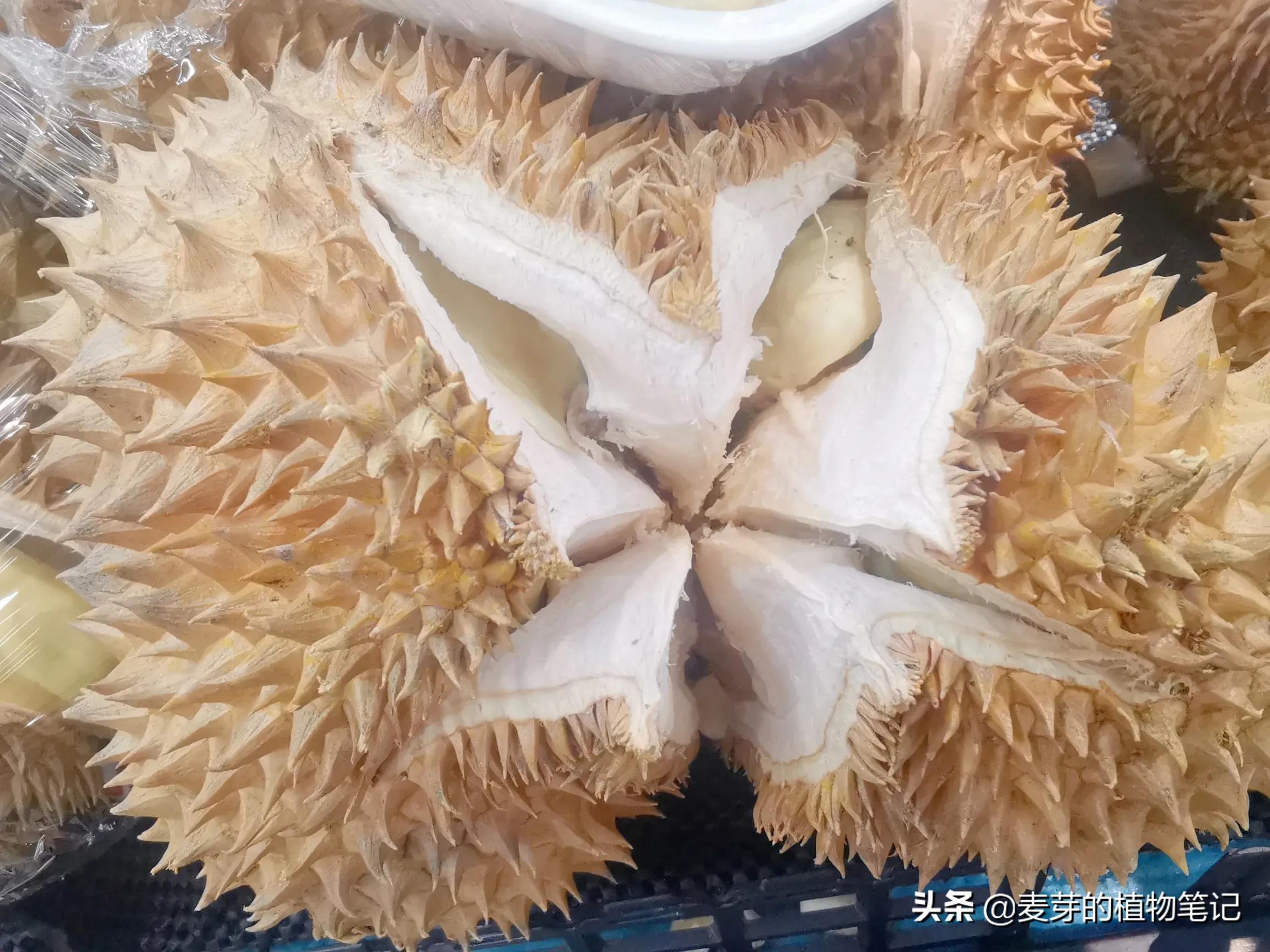 有一等臭果，番名赌尔焉