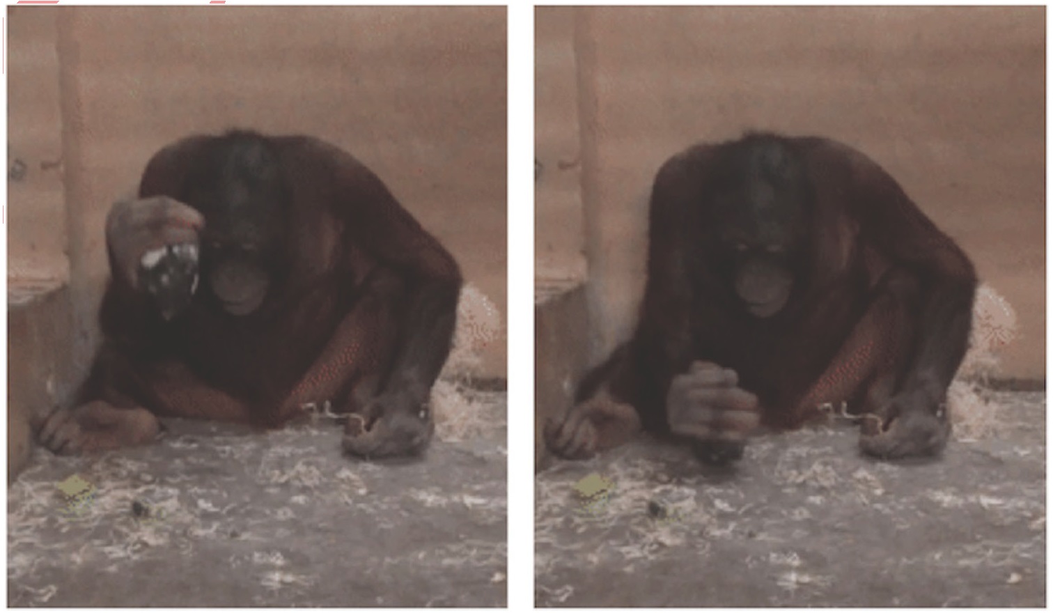 猩猩在进化吗,黑猩猩进化到石器时代