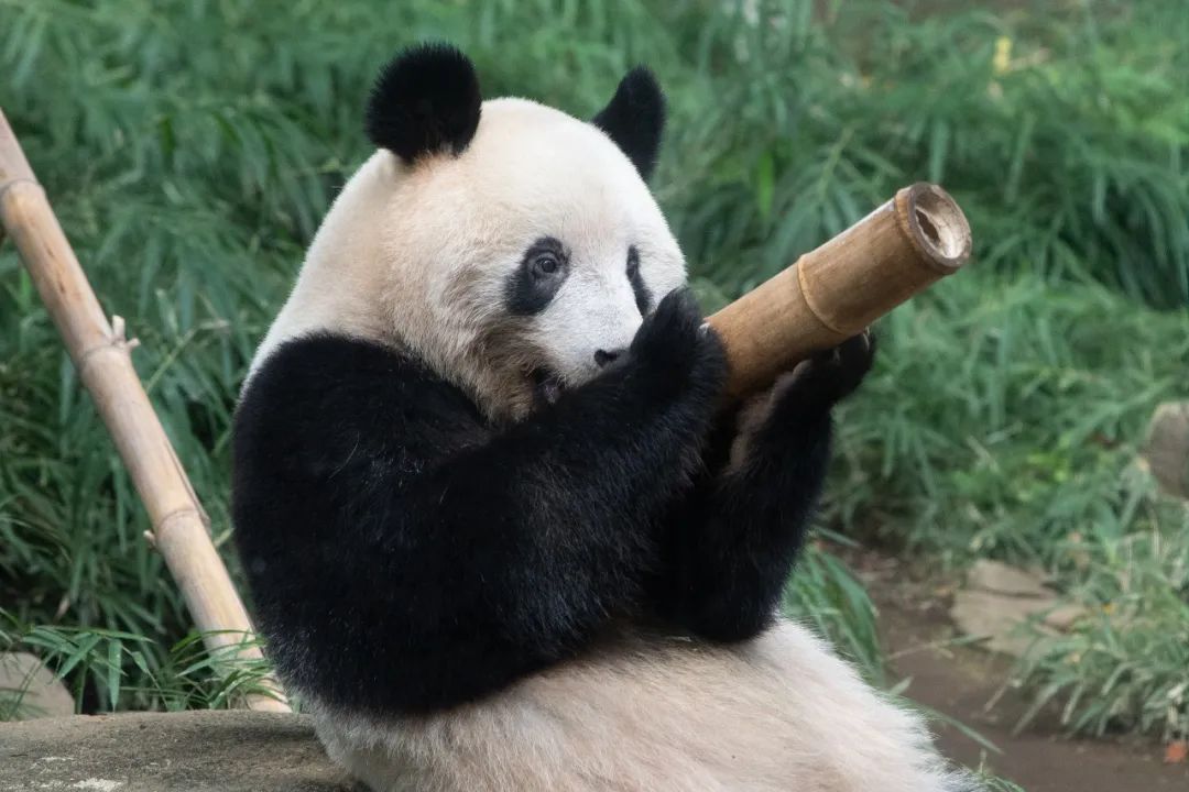 大熊猫香香将启程回国,大熊猫香香最后一天在日本见游客