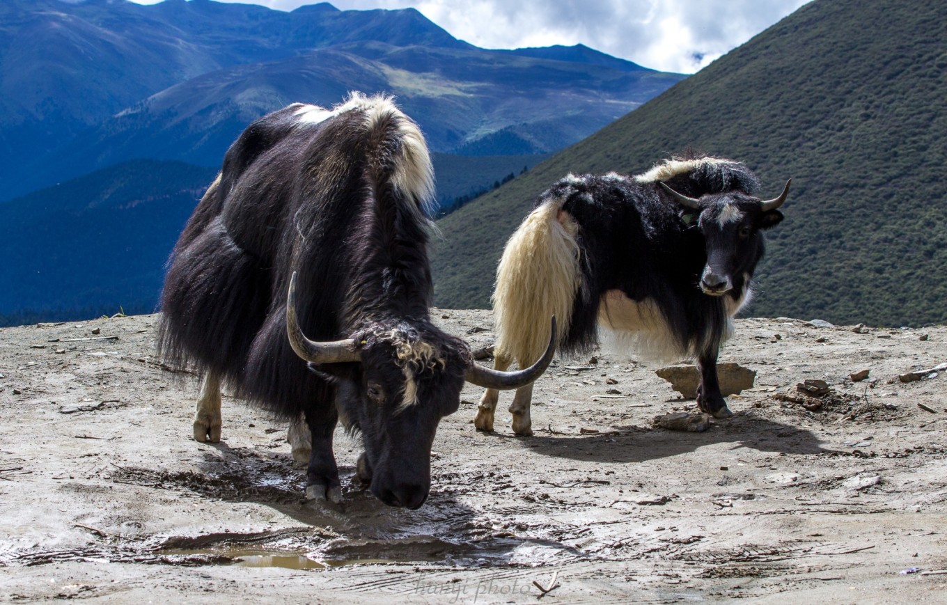 318来回攻略十三天,天路之旅西藏完整版