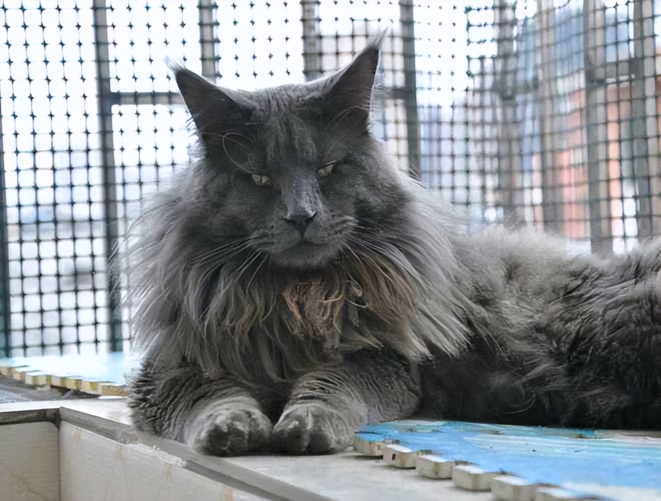 缅因猫最便宜多少钱一只,缅因猫最便宜多少一只