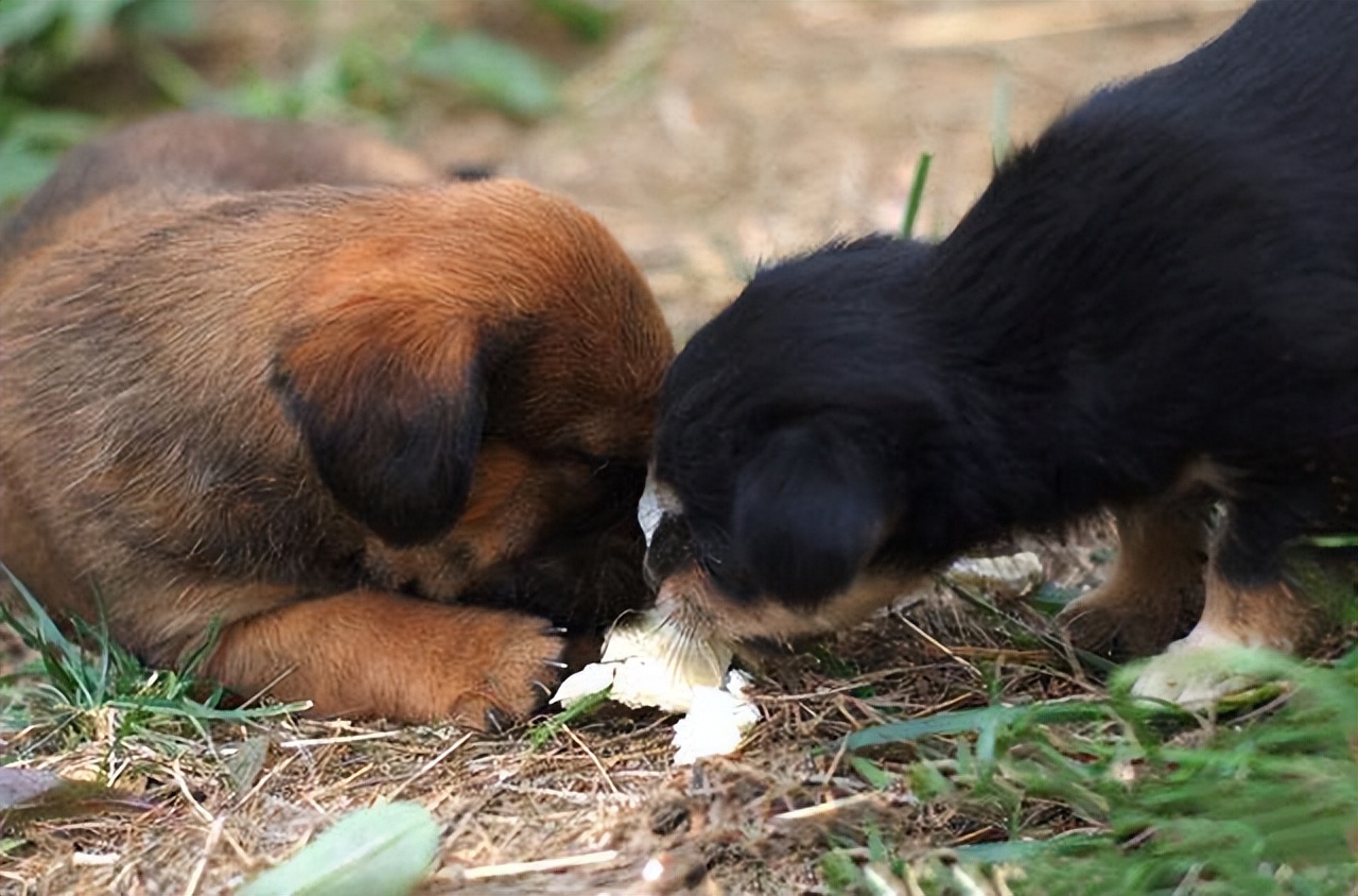 怎样防止遛狗的时候被毒,遛狗时怎么防止伤到自己