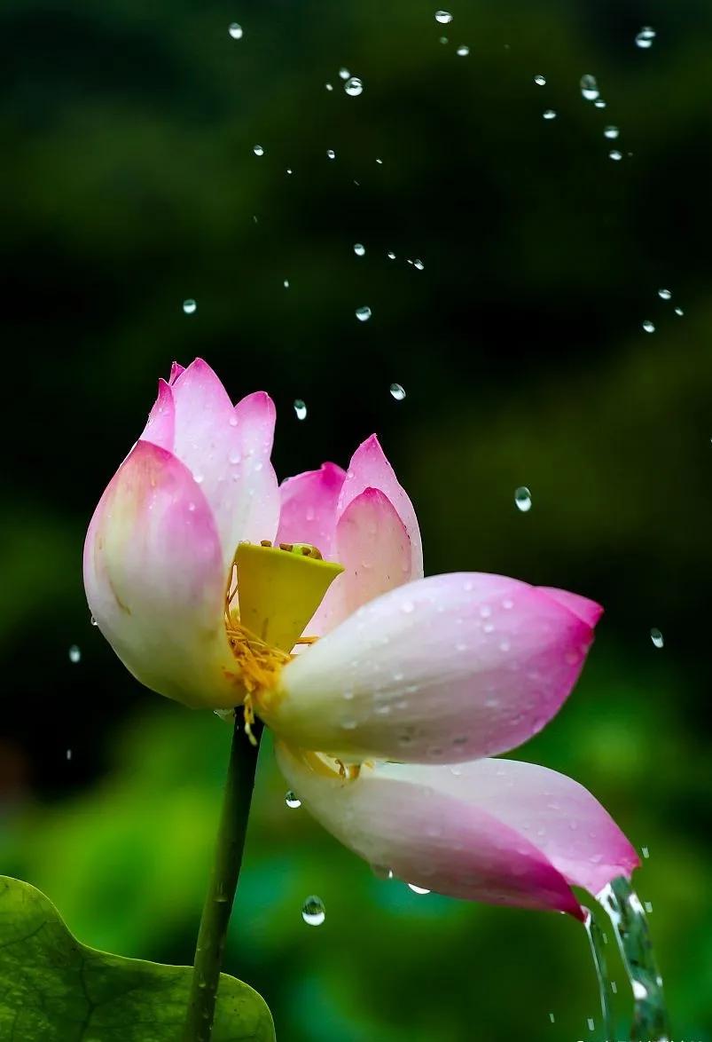 描写夏日清凉的诗句,十首写夏天纳凉的古诗