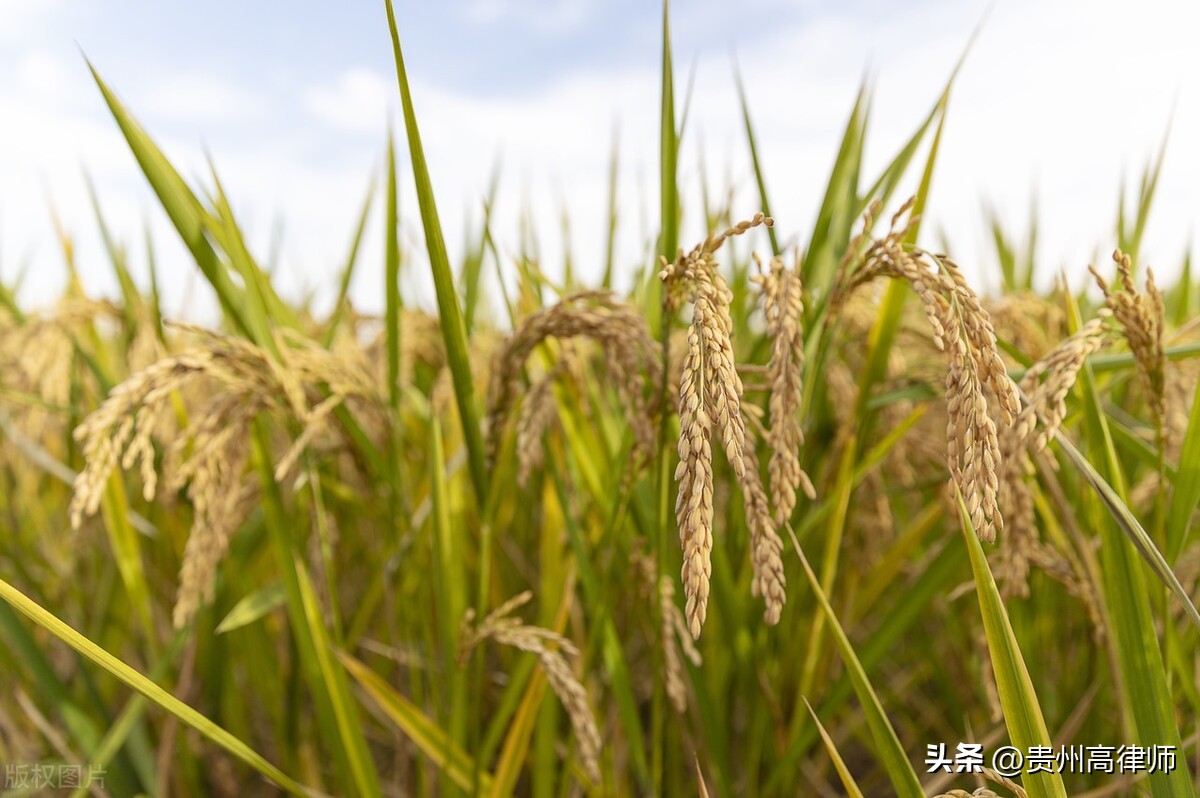 一审无罪二审死缓案,死缓不服提起上诉二审改判无罪