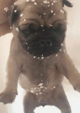 小狗误吞6粒布洛芬,小狗误食多粒布洛芬怎么办