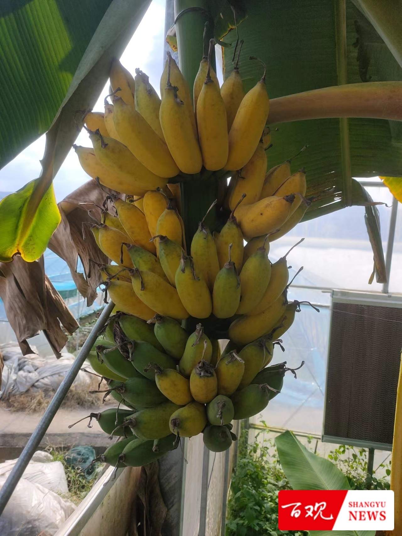 种植大户陈伟祥说：我要把“务农”这碗饭从苦吃到甜