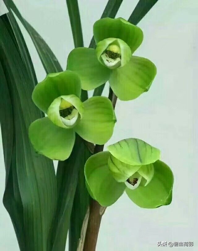 达摩墨兰多少钱一盆,一盆兰花卖了600元