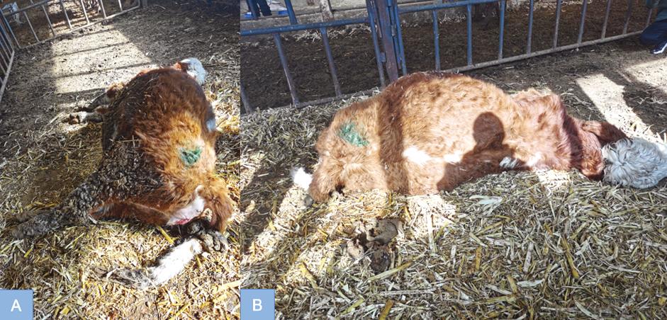 9例牛的引产的技术分享