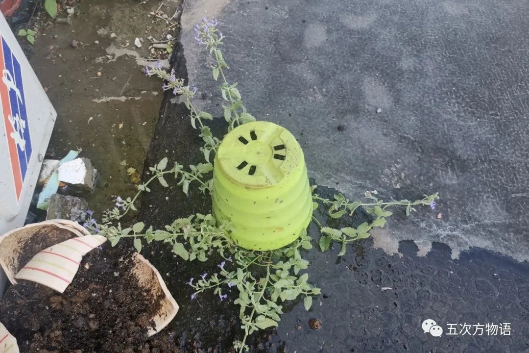 甜罗勒和荆芥 (甜罗勒与九层塔荆芥)