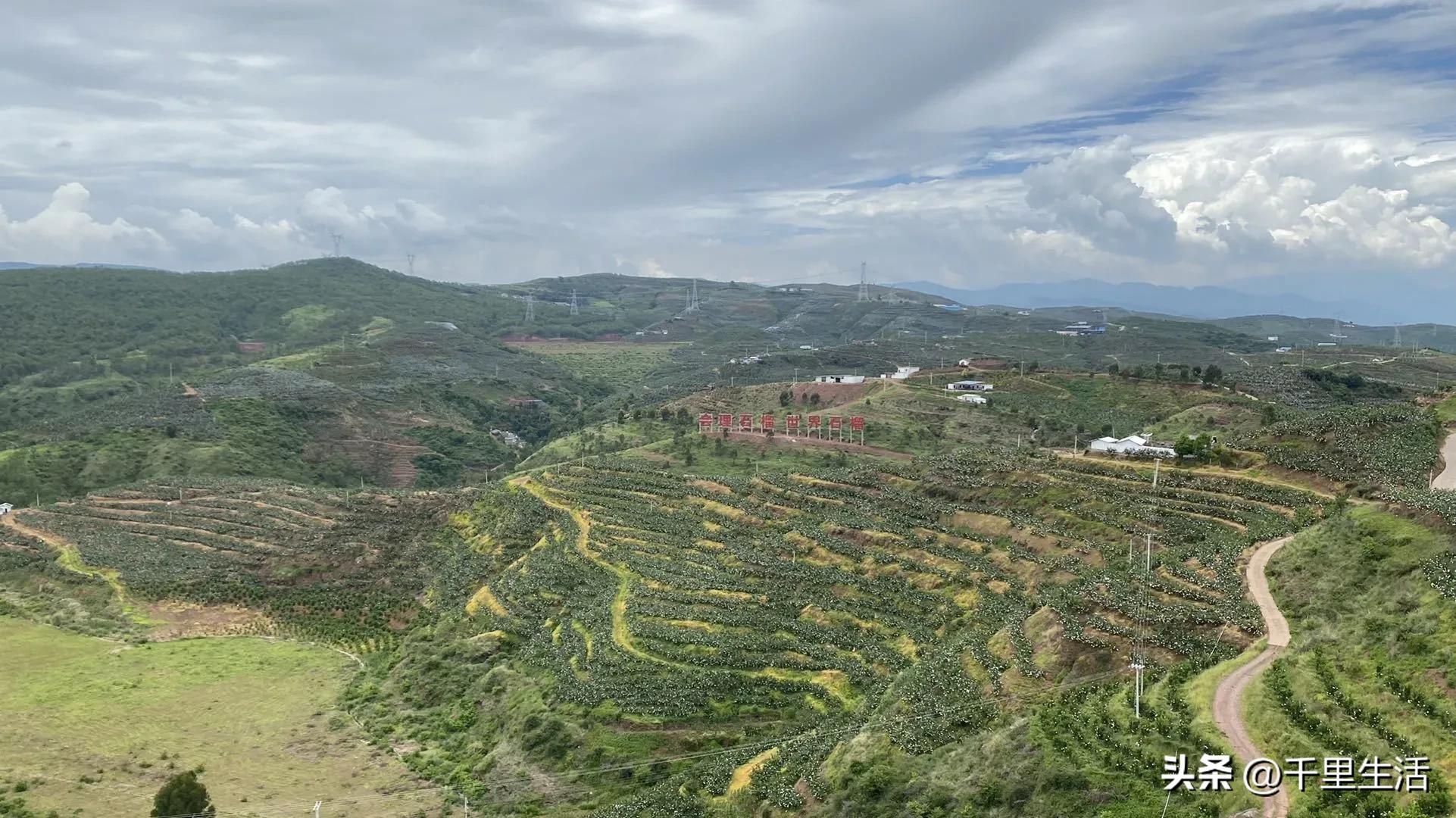 突尼斯软籽石榴超级好吃,突尼斯软籽石榴不用吐籽就能吃