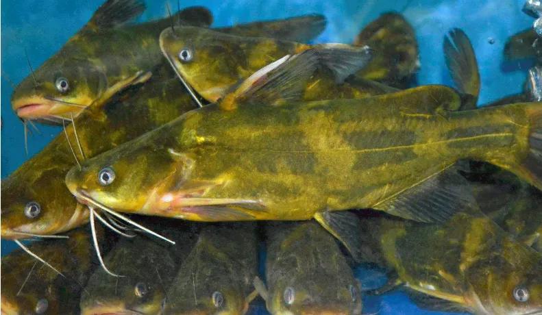 鱼类食材大全名称图片,鱼类菜谱大全100种