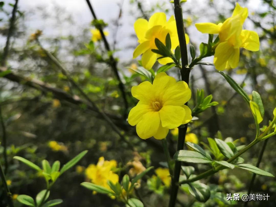 迎春花是不是在春天开放,春天真的要来了迎春花开了
