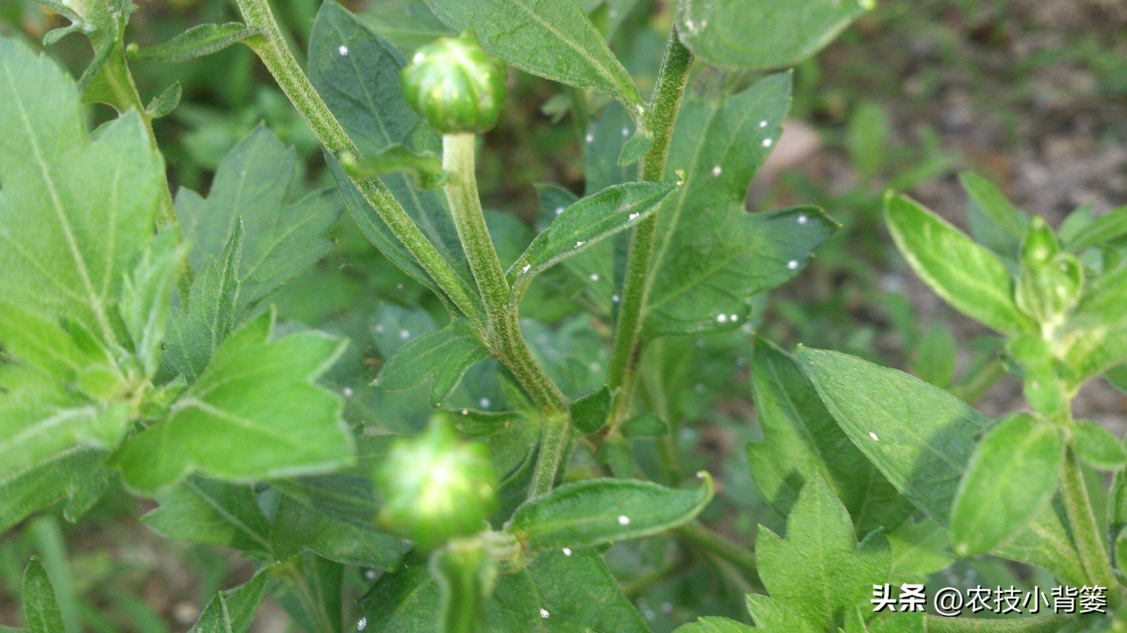 粉虱虫用什么农药好,粉虱不用农药消灭