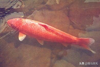 变态的纳粹德国，*光脱**犹太人女人衣服，集体*杀屠**!,2