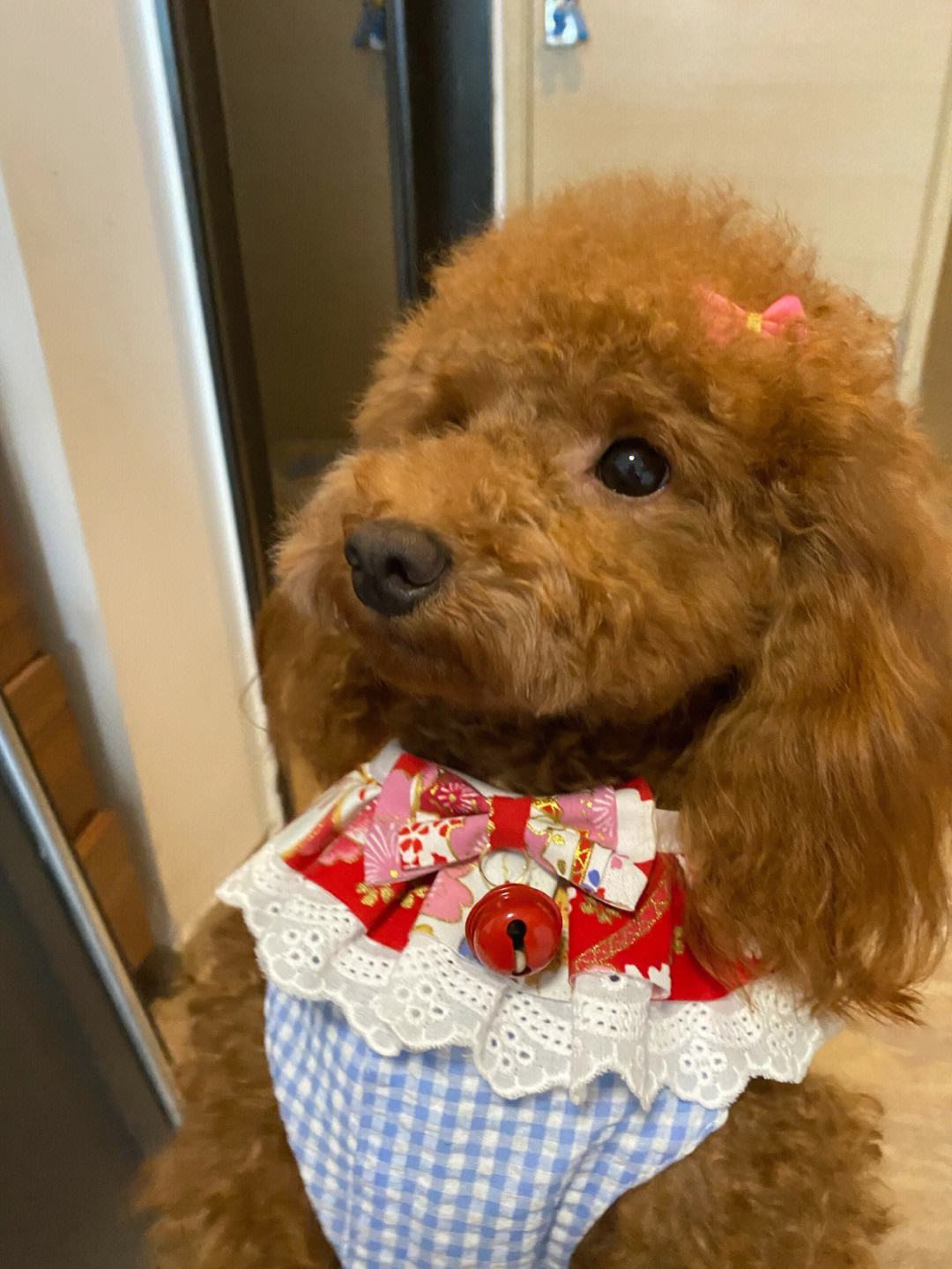 1岁泰迪的饲养方法是什么,一岁泰迪狗怎么养新手必看科普