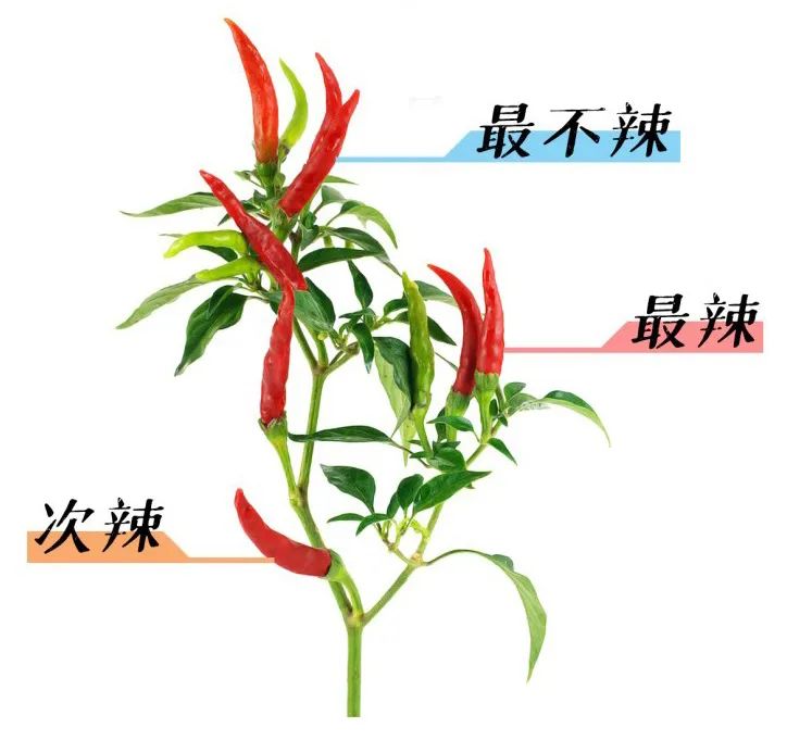 辣椒辣度分布图,20种最辣的辣椒图片