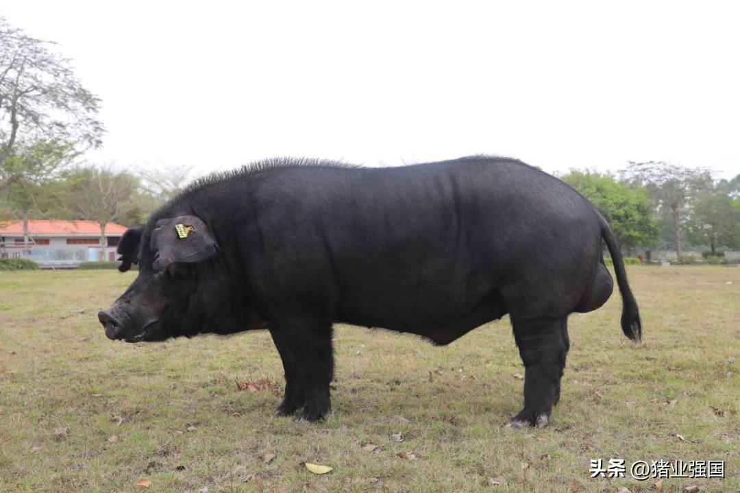 壹号食品董事长陈生,壹号食品陈生最新视频