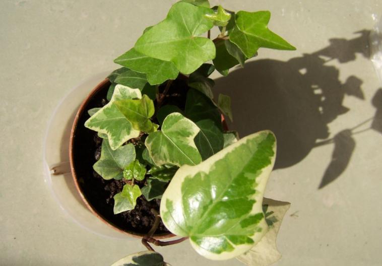 室内小盆栽适合种什么除甲醛招财,室内盆栽花卉除甲醛