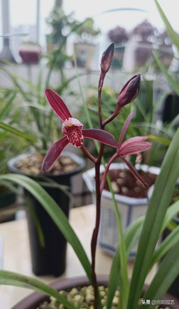 兰花淋雨好吗,兰花淋雨施什么药