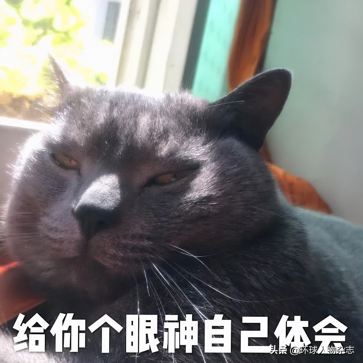 猫咪被惩罚了一直叫,俄罗斯猫被制裁是怎么回事