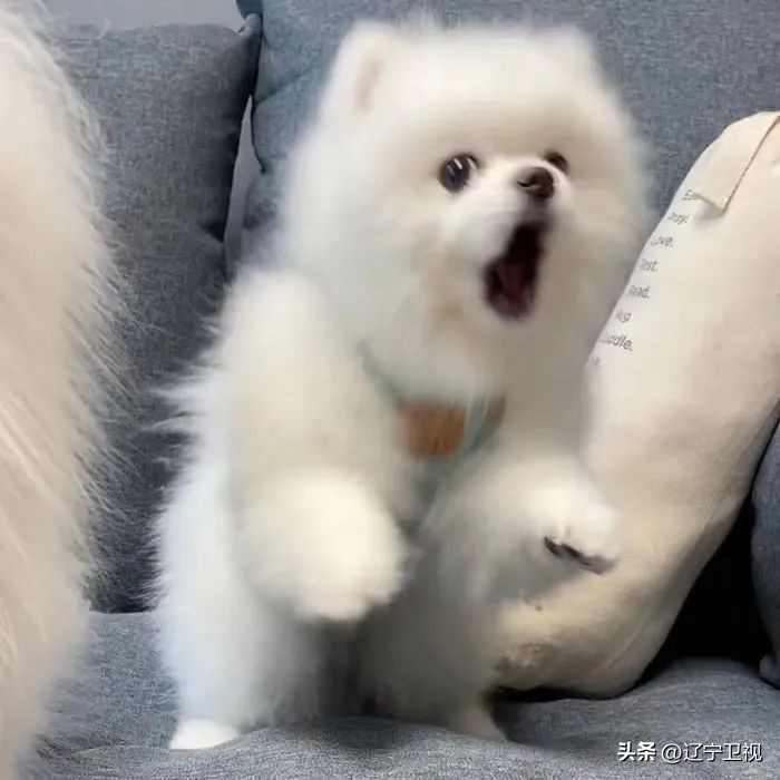 阿根廷vs墨西哥比赛回顾,阿根廷vs墨西哥历史对决