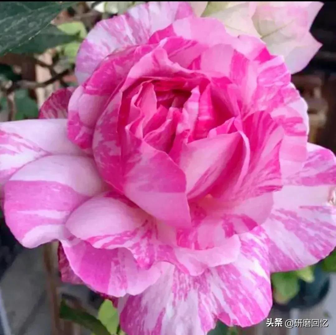 身忙心不忙,身忙而心闲