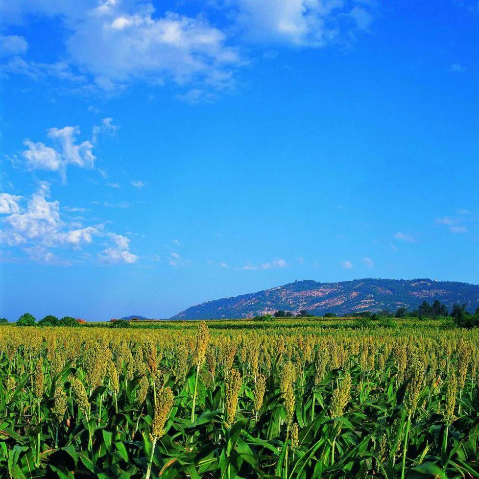 金门高粱酒是哪个地方,金门岛高粱酒