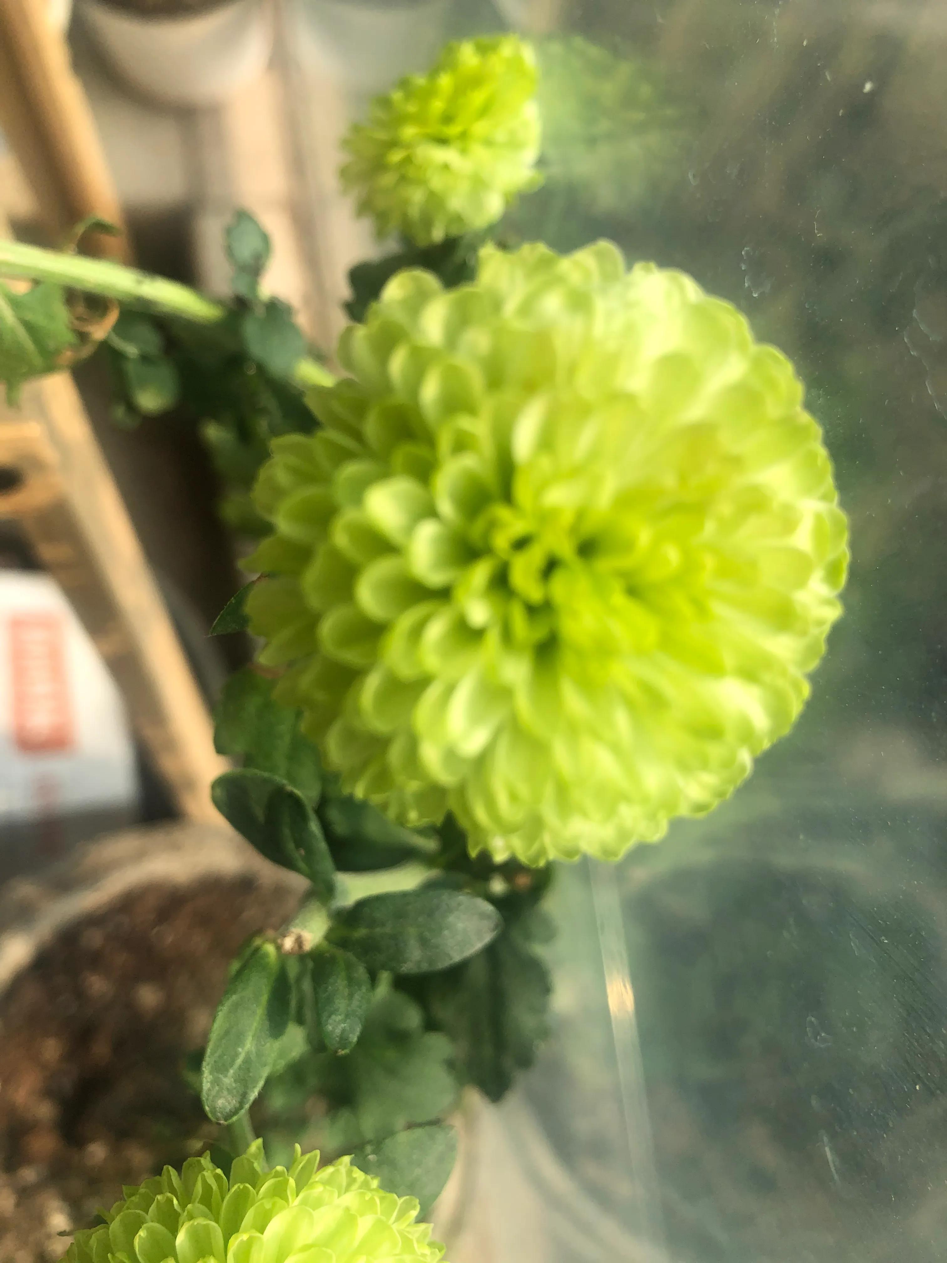 美丽俏佳人发型,美丽俏佳人化妆品好吗