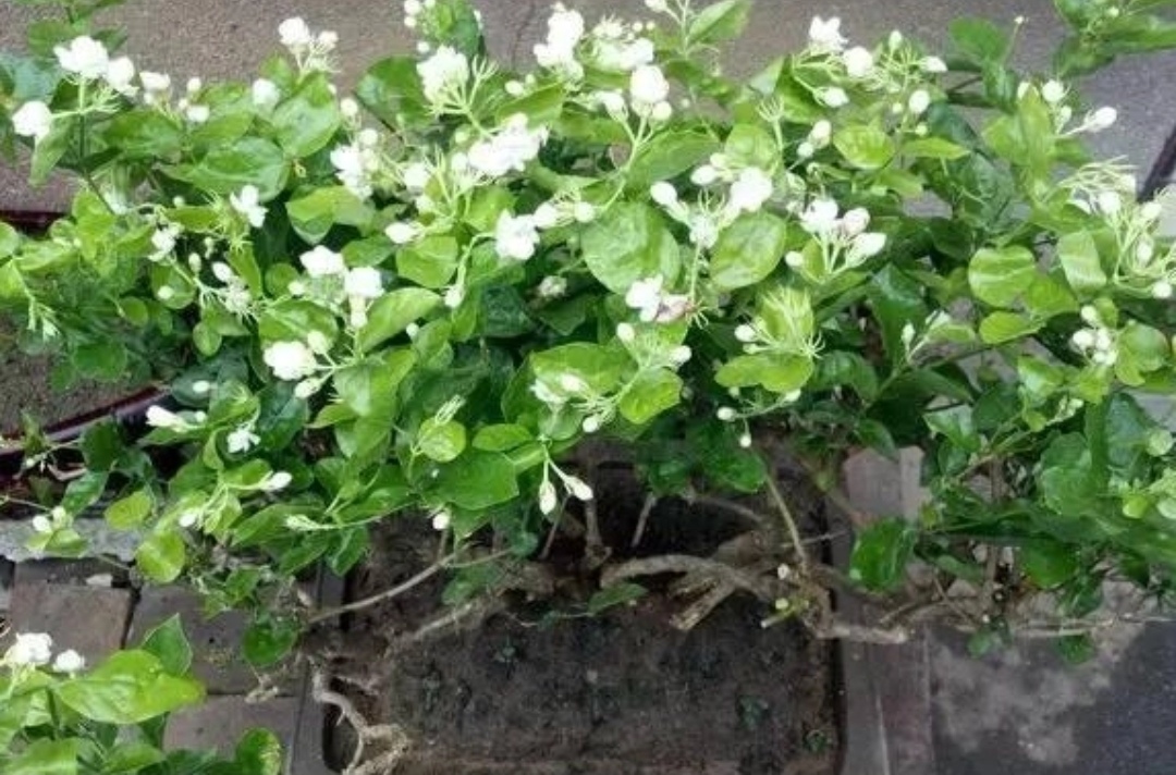 夏天养花必养这21种花耐热不怕晒,懒人养哪五种花不用浇水