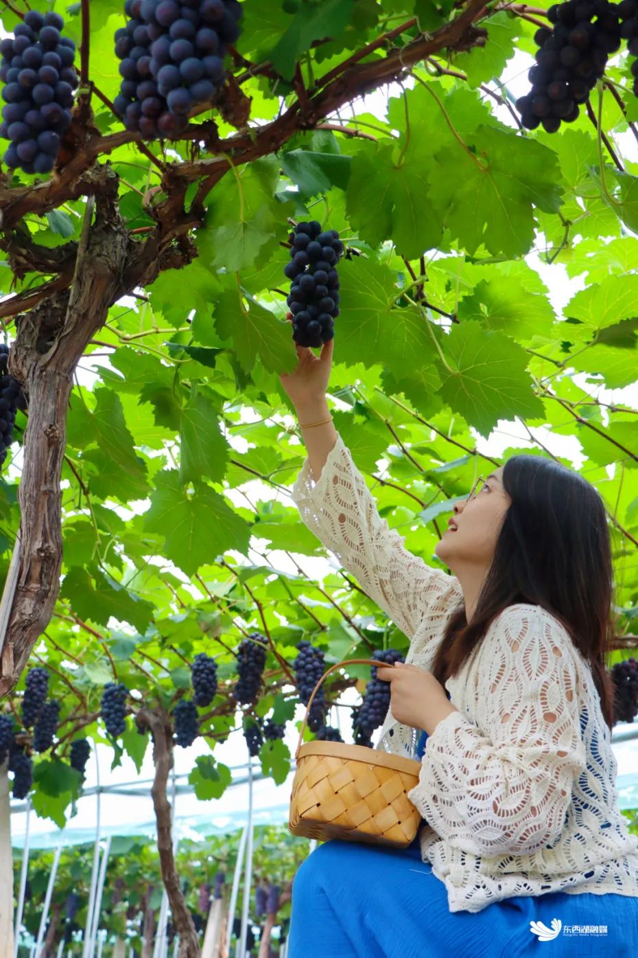 东西湖摘葡萄价格,武汉东西湖摘葡萄园