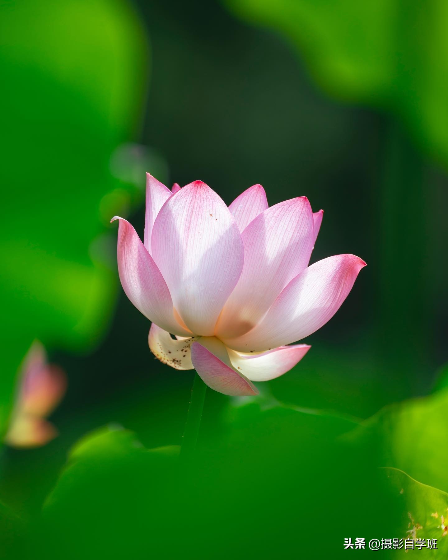 用这3个摄影方法拍荷花,这10个荷花摄影技巧个个实用