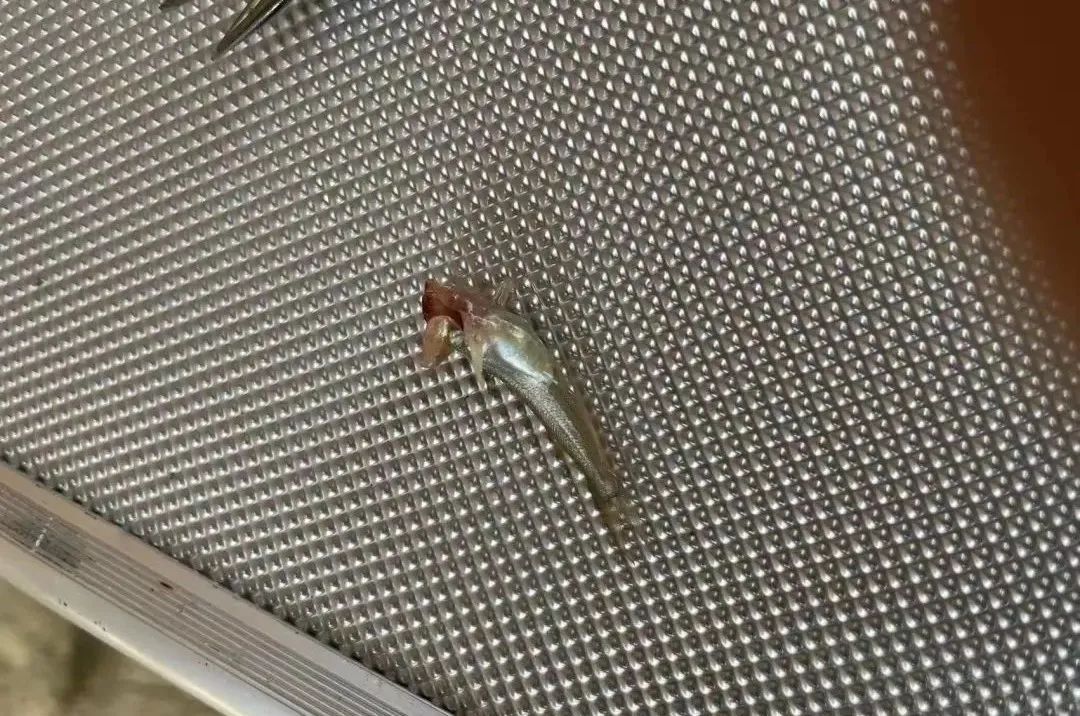 杯体虫在鮰鱼上面很常见,科学养殖塘鲺鱼苗